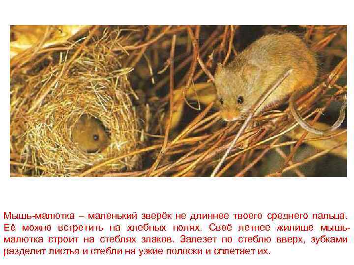 Мышь-малютка – маленький зверёк не длиннее твоего среднего пальца. Её можно встретить на хлебных