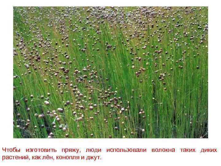 Чтобы изготовить пряжу, люди использовали волокна таких диких растений, как лён, конопля и джут.
