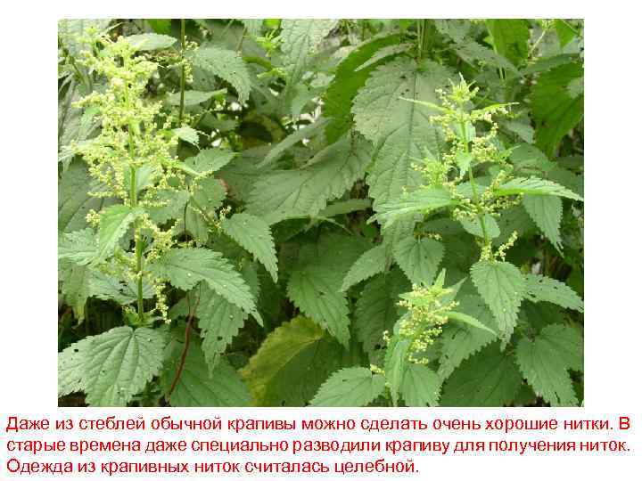 Даже из стеблей обычной крапивы можно сделать очень хорошие нитки. В старые времена даже