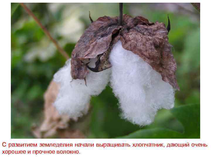 С развитием земледелия начали выращивать хлопчатник, дающий очень хорошее и прочное волокно. 