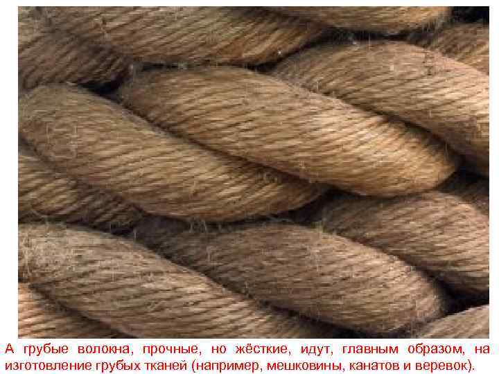 А грубые волокна, прочные, но жёсткие, идут, главным образом, на изготовление грубых тканей (например,