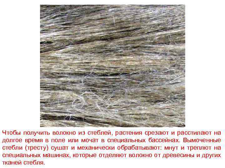 Чтобы получить волокно из стеблей, растения срезают и расстилают на долгое время в поле