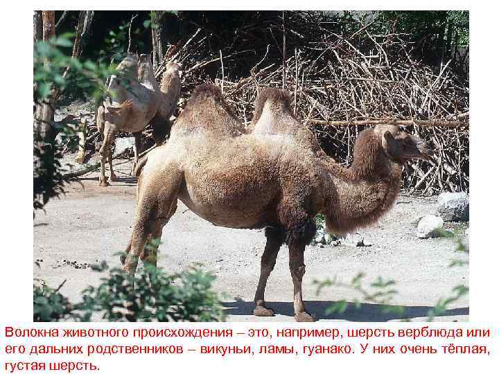 Волокна животного происхождения – это, например, шерсть верблюда или его дальних родственников – викуньи,