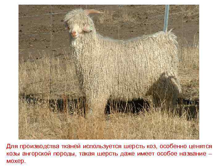 Для производства тканей используется шерсть коз, особенно ценятся козы ангорской породы, такая шерсть даже