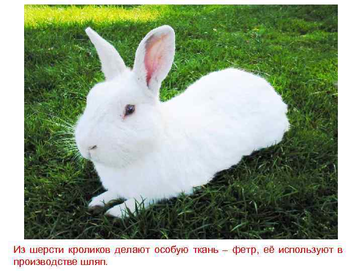 Из шерсти кроликов делают особую ткань – фетр, её используют в производстве шляп. 