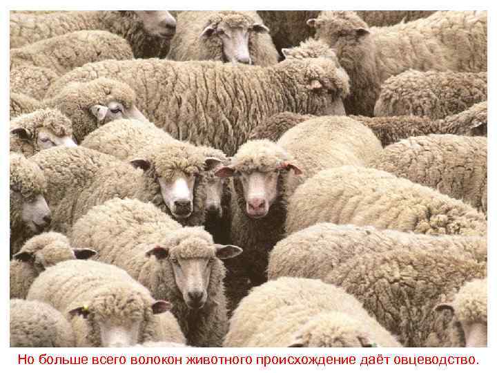Но больше всего волокон животного происхождение даёт овцеводство. 