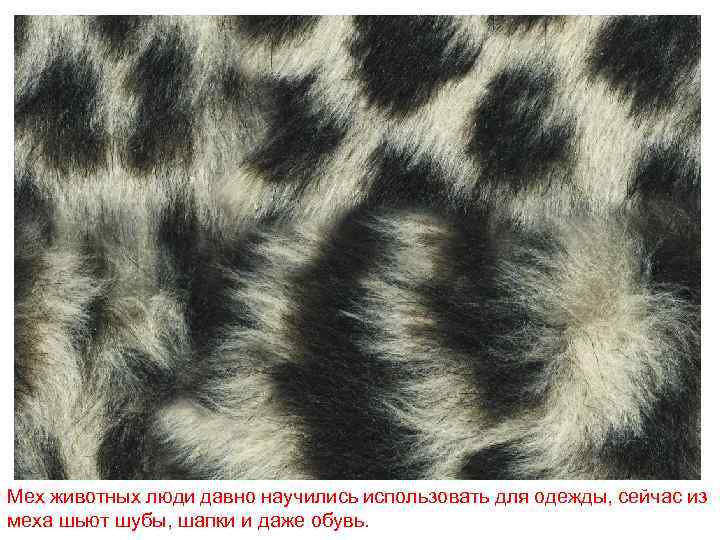 Мех животных люди давно научились использовать для одежды, сейчас из меха шьют шубы, шапки