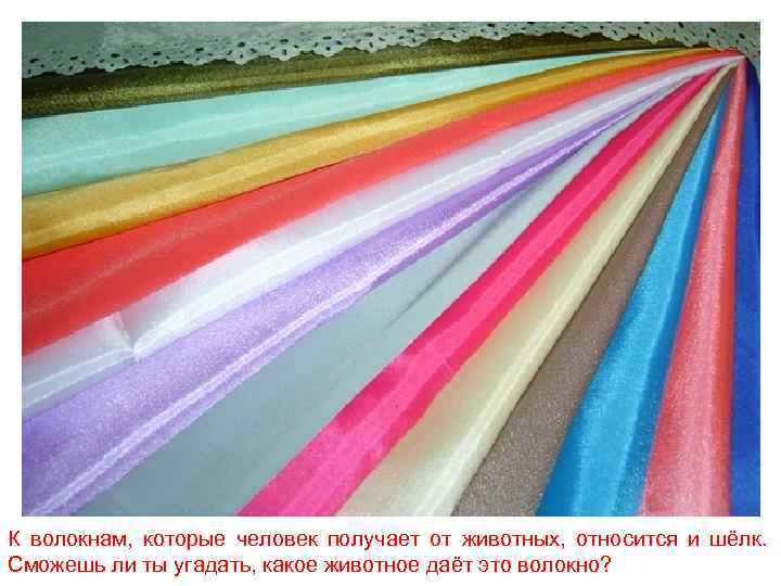 К волокнам, которые человек получает от животных, относится и шёлк. Сможешь ли ты угадать,