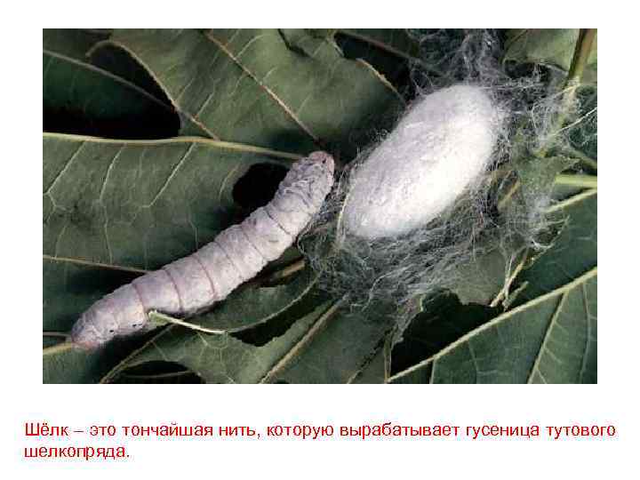 Шёлк – это тончайшая нить, которую вырабатывает гусеница тутового шелкопряда. 