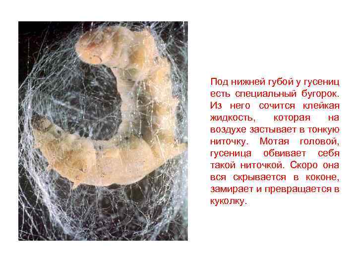Под нижней губой у гусениц есть специальный бугорок. Из него сочится клейкая жидкость, которая