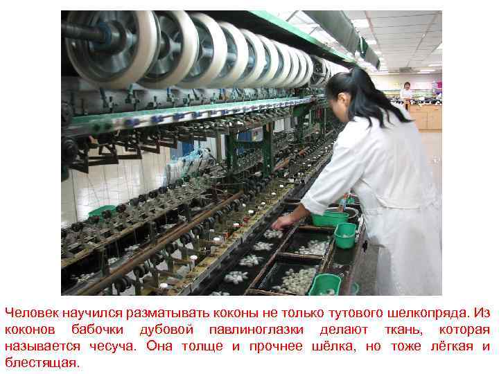 Человек научился разматывать коконы не только тутового шелкопряда. Из коконов бабочки дубовой павлиноглазки делают