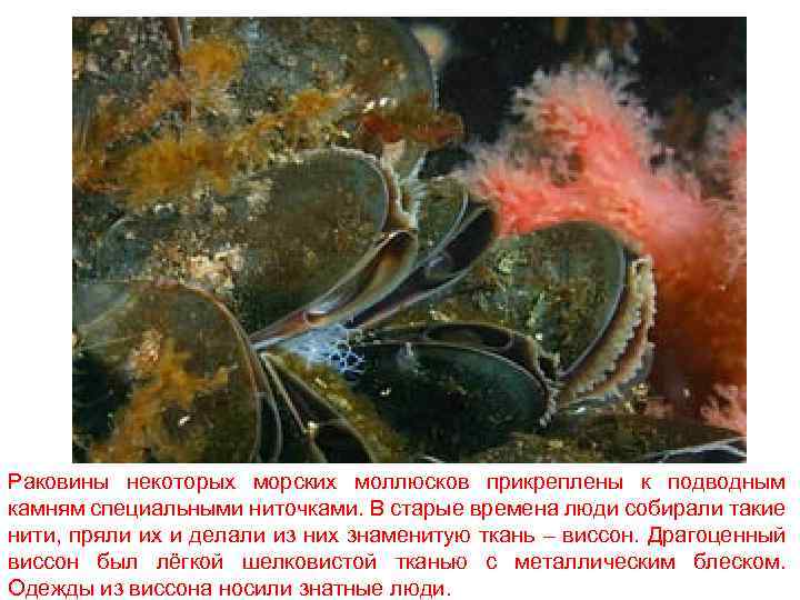 Раковины некоторых морских моллюсков прикреплены к подводным камням специальными ниточками. В старые времена люди