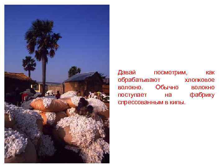Давай посмотрим, как обрабатывают хлопковое волокно. Обычно волокно поступает на фабрику спрессованным в кипы.