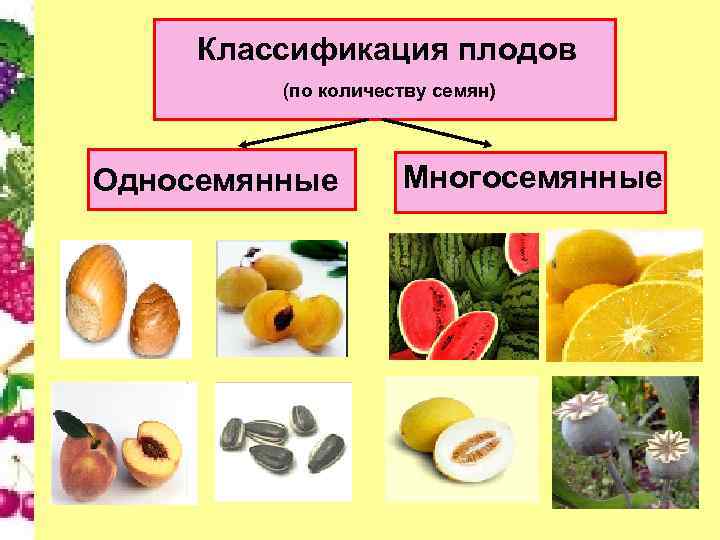  Классификация плодов   (по количеству семян)  Односемянные  Многосемянные 