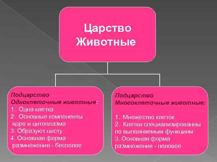    Царство   Животные  Подцарство Одноклеточные животные:  Многоклеточные животные: