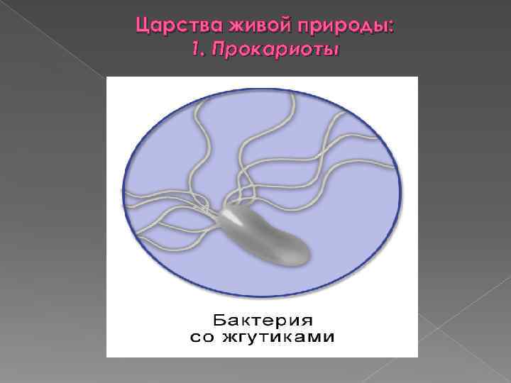 Царства живой природы: 1. Прокариоты 