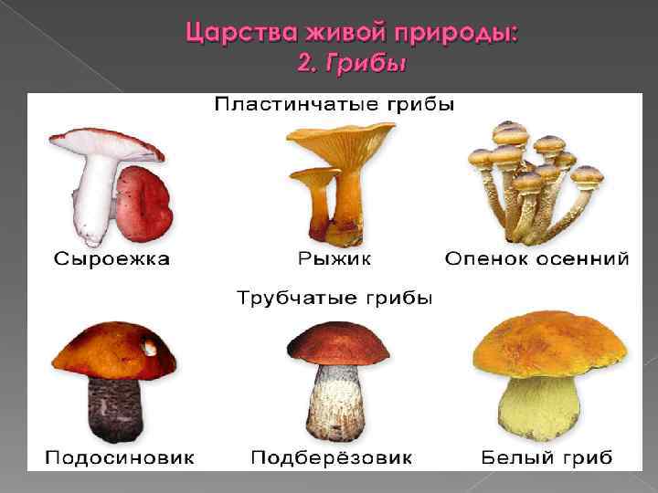 Царства живой природы:   2. Грибы 