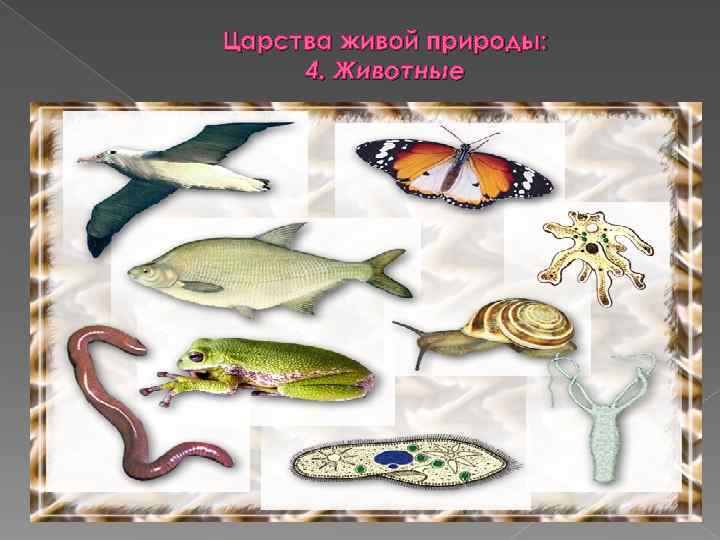 Царства живой природы:  4. Животные 