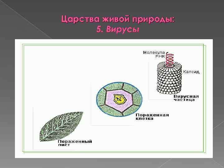 Царства живой природы:  5. Вирусы 