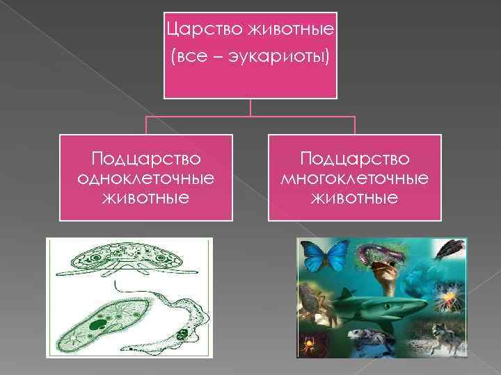   Царство животные   (все – эукариоты) Подцарство одноклеточные многоклеточные  животные