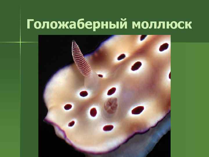 Голожаберный моллюск 