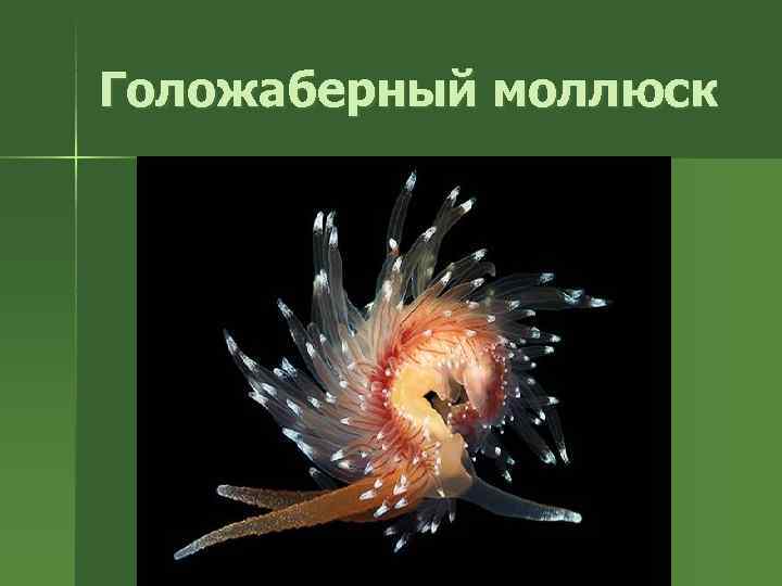 Голожаберный моллюск 