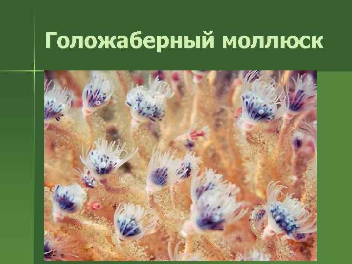 Голожаберный моллюск 