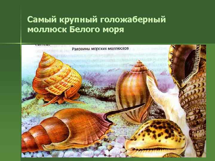 Самый крупный голожаберный моллюск Белого моря 