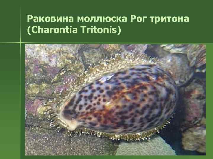 Раковина моллюска Рог тритона (Charontia Tritonis) 