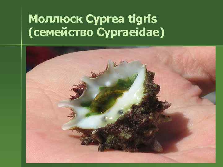 Моллюск Cyprea tigris (семейство Cypraeidae) 