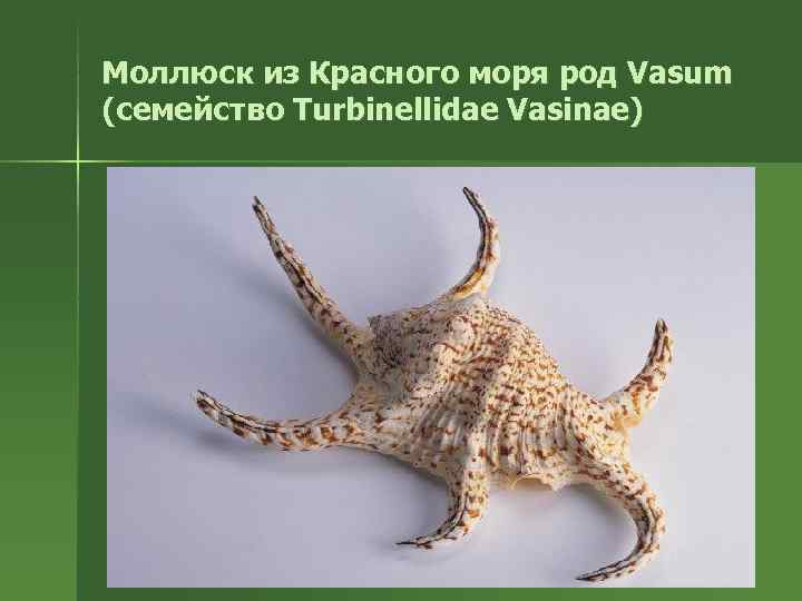 Моллюск из Красного моря род Vasum (семейство Turbinellidae Vasinae) 