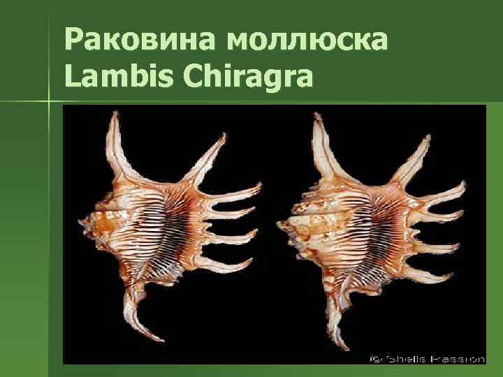 Раковина моллюска Lambis Chiragra 