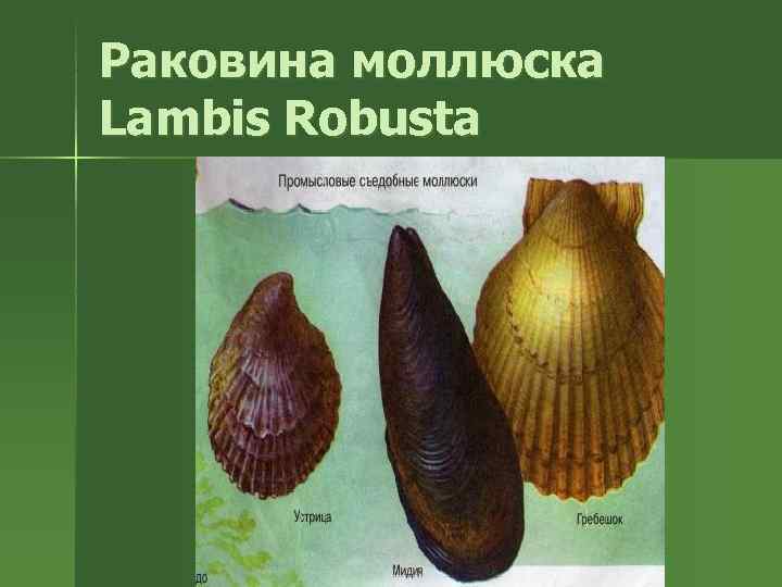 Раковина моллюска Lambis Robusta 