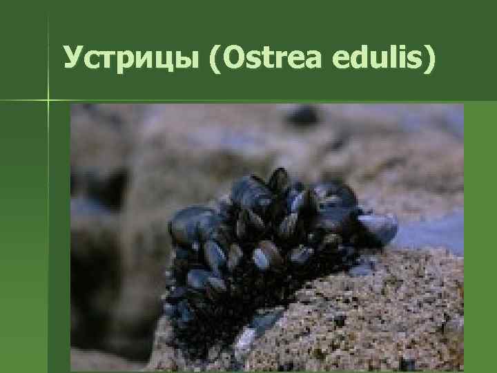 Устрицы (Ostrea edulis) 