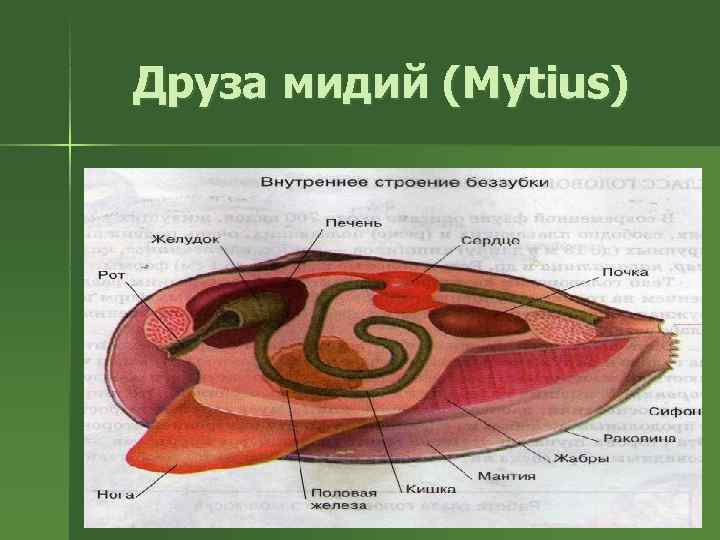 Друза мидий (Mytius) 