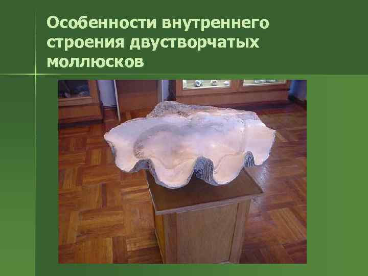 Особенности внутреннего строения двустворчатых моллюсков 