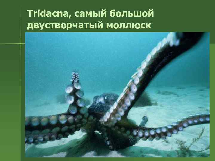 Tridacna, самый большой двустворчатый моллюск 