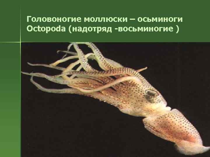 Головоногие моллюски – осьминоги Octopoda (надотряд -восьминогие ) 