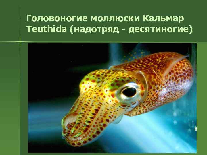Головоногие моллюски Кальмар Teuthida (надотряд - десятиногие) 