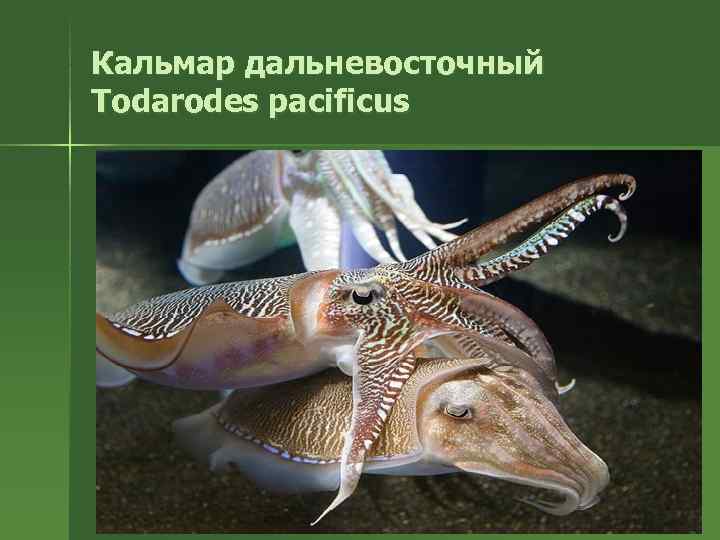 Кальмар дальневосточный Todarodes pacificus 