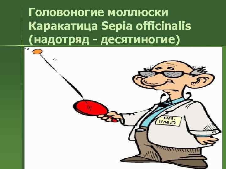 Головоногие моллюски Каракатица Sepia officinalis (надотряд - десятиногие) 