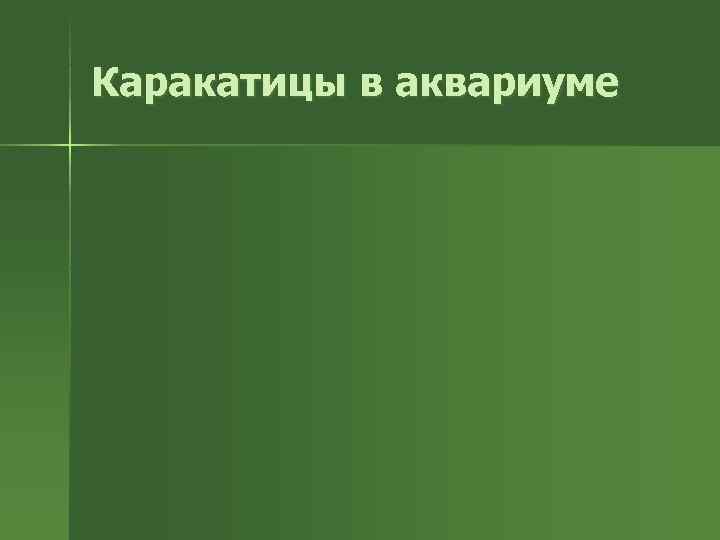 Каракатицы в аквариуме 