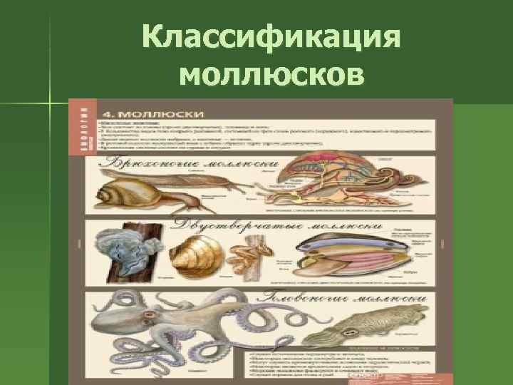 Тип моллюски 7 класс. Моллюски классификация. Моллюски систематика. Тип моллюски систематика. Классификация моллюсков схема.