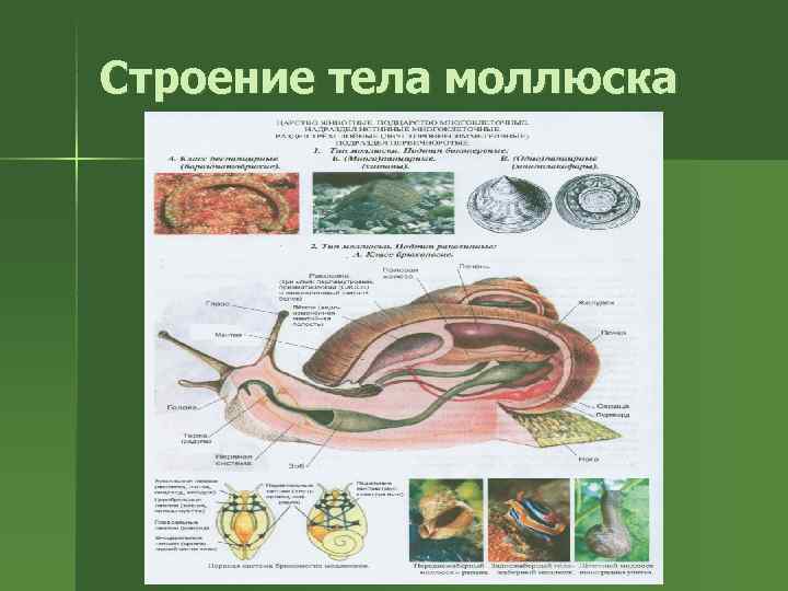 Строение тела моллюска 