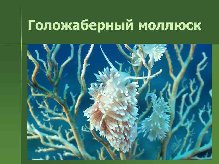 Голожаберный моллюск 