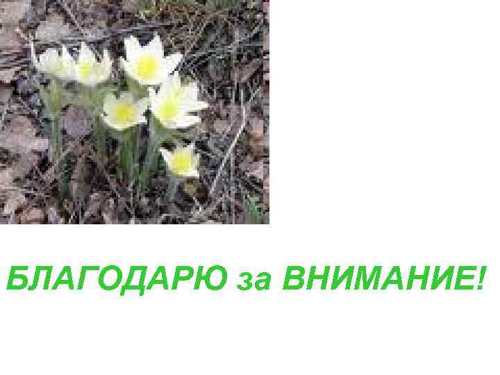  БЛАГОДАРЮ ЗА ВНИМАНИЕ! БЛАГОДАРЮ за ВНИМАНИЕ! 