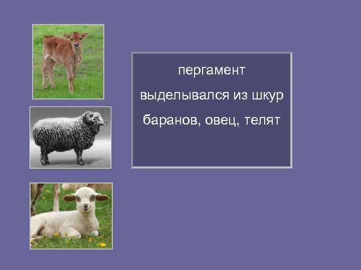  пергамент выделывался из шкур баранов, овец, телят 