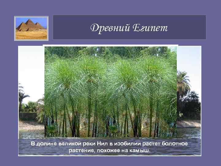     Древний Египет В долине великой реки Нил в изобилии растет