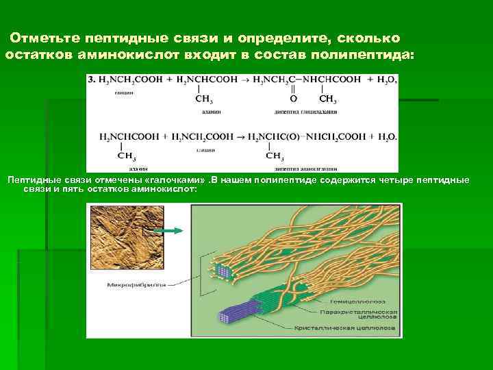  Отметьте пептидные связи и определите, сколько остатков аминокислот входит в состав полипептида: Пептидные