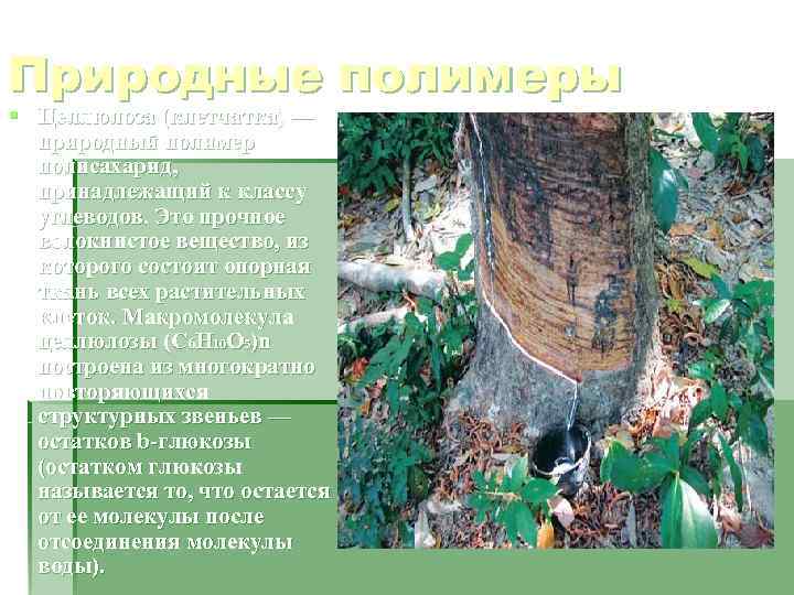 Природные полимеры § Целлюлоза (клетчатка) —  природный полимер  полисахарид, принадлежащий к классу